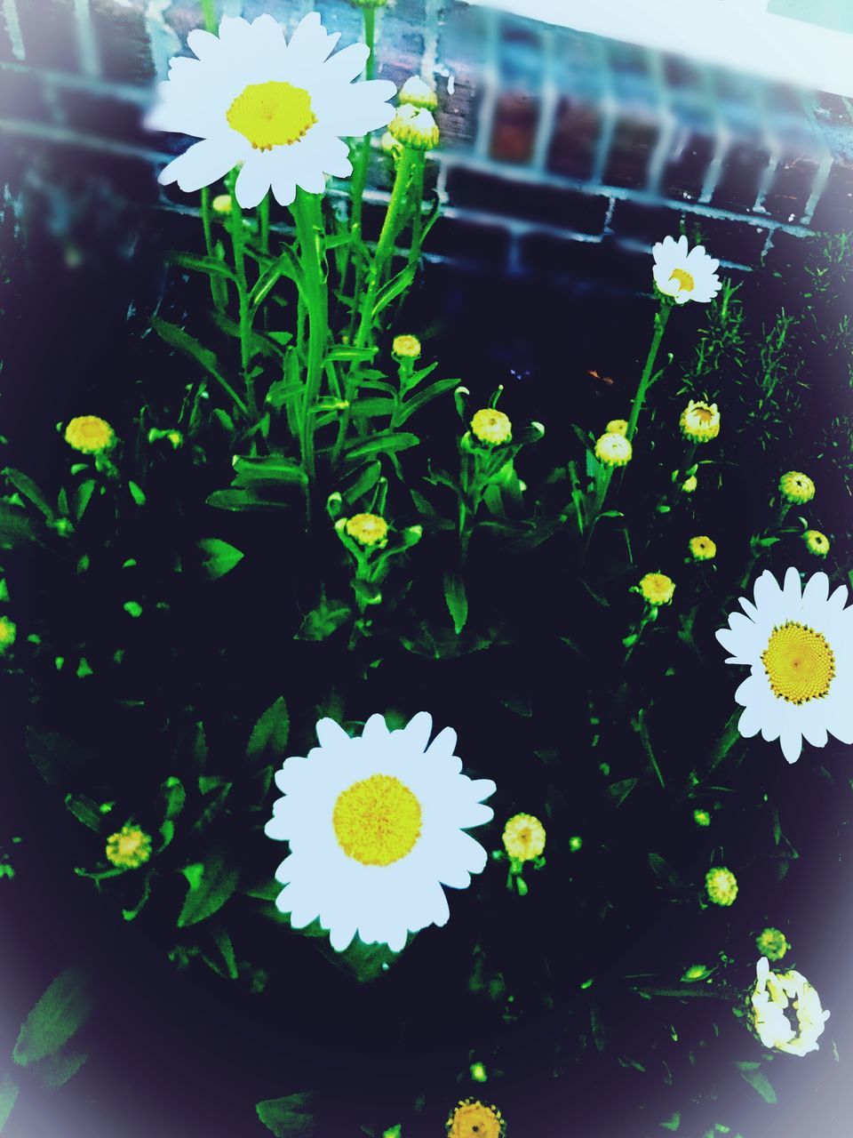 flower, plant, flowering plant, nature, freshness, growth, beauty in nature, fragility, close-up, flower head, daisy, no people, yellow, inflorescence, outdoors, petal, green, pattern, floristry, leaf