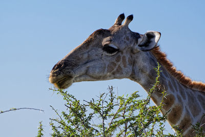 Low angle view of giraffe against sky