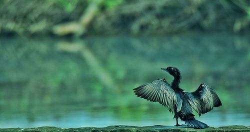 Bird flying over lake