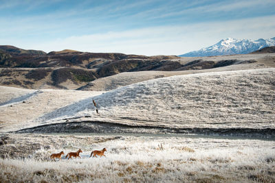 Flock of sheep on a land