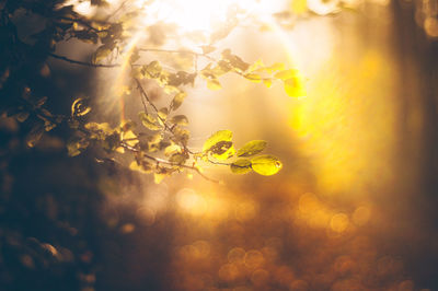 Close-up of plant against trees