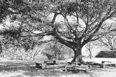 Trees and plants on table during winter