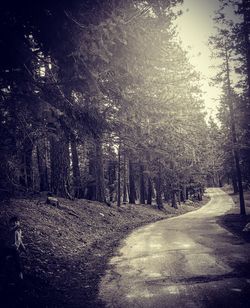 Road passing through trees