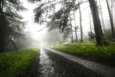 Road passing through forest