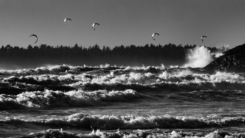 Flock of birds flying over sea