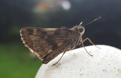 Close-up of butterfly perching on leaf