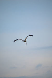 Bird flying in the sky during sunset