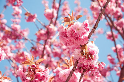 Low angle view of pink cherry blossom