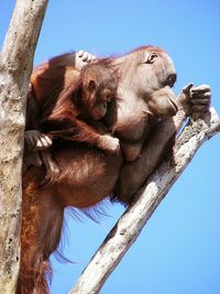 Low angle view of orangutan with infant on tree against clear blue sky