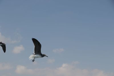 Low angle view of seagull flying in sky