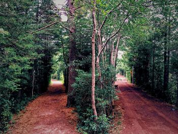 Dirt road passing through forest