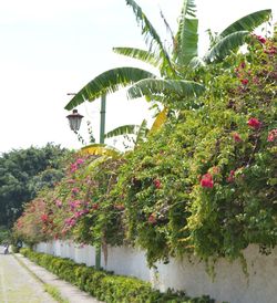 Flowering plants by trees against sky