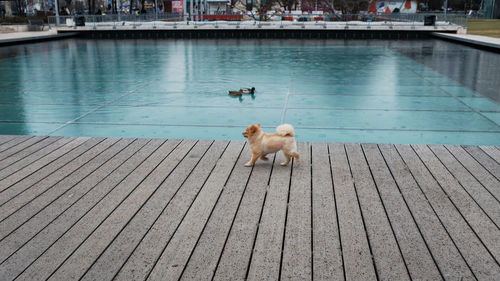 Dog sitting by swimming pool