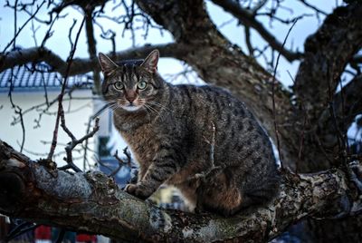 Portrait of cat sitting on tree