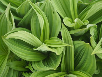 Full frame shot of green leaves