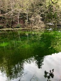 Reflection of trees in lake