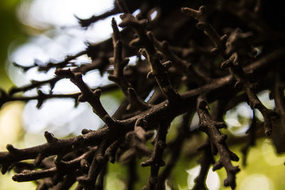 Low angle view of branch