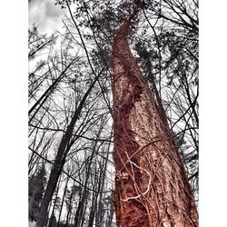 bare tree