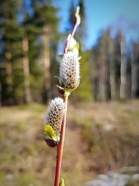 Close-up of cactus flower growing on field