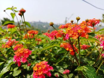 Close-up of red flowering plants