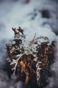 Close-up of snow