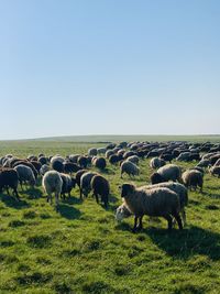 Sheep grazing in a field