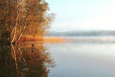 Reflection of trees in calm lake