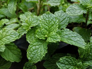 Peppermint vegetable in garden.