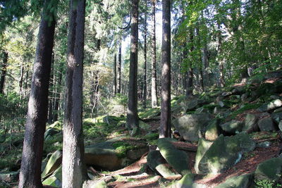 Trees in forest