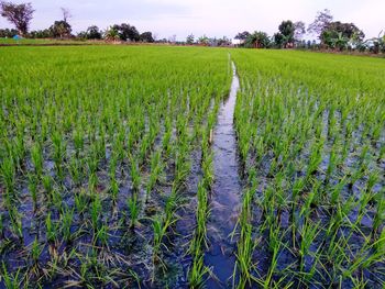 Scenic view of rice field