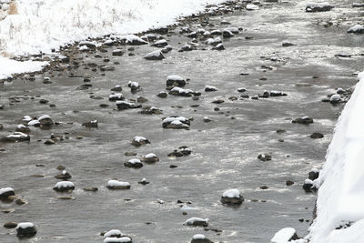 High angle view of birds on beach