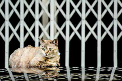 Portrait of cat lying on metal fence