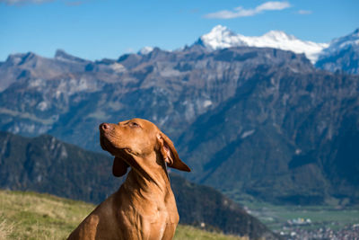 Dog on field against mountains