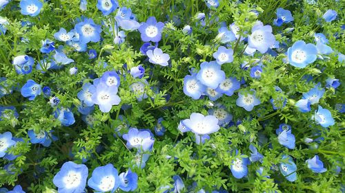 Close-up of white flowering plants on field