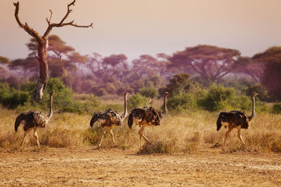 Horses in a field