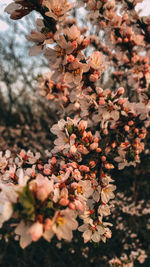 Close-up of cherry blossom tree