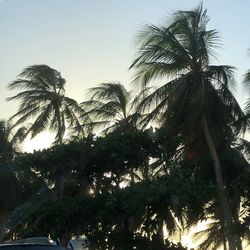 Low angle view of palm trees against sky