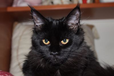 Portrait of black cat sitting at home