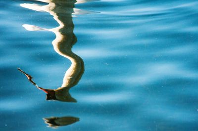 High angle view of duck swimming in lake