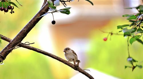 Close-up of bird perching on branch