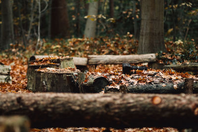 Fallen maple leaves on tree stump in forest