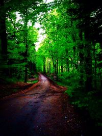 Road passing through forest