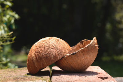 Close-up of mushroom growing on field