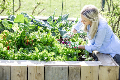 Woman gardening in wooden container at backyard during sunny day