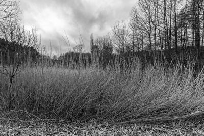 Bare trees on field against sky