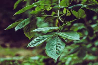 Close-up of green leaves