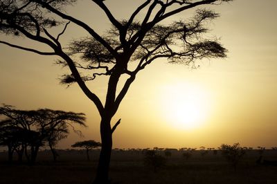 Silhouette tree against sky during sunset