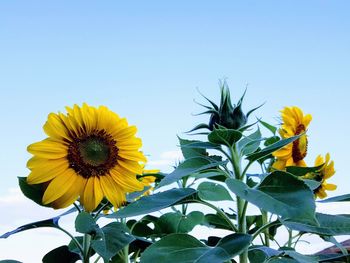 Close-up of yellow flowering plant against clear sky