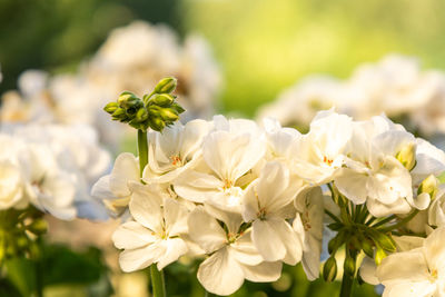 Close-up of white flowering plant