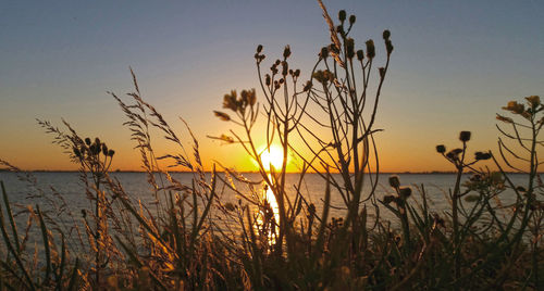 Silhouette plants by sea against sky during sunset